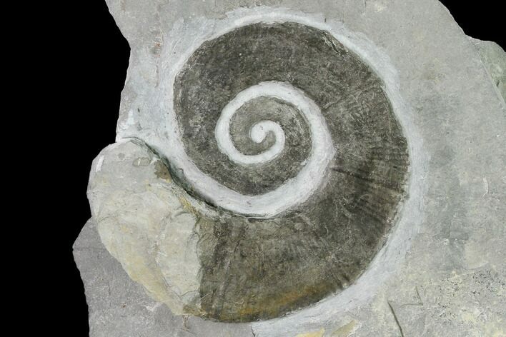 Cretaceous Ammonite (Crioceratites) Fossil - France #153136